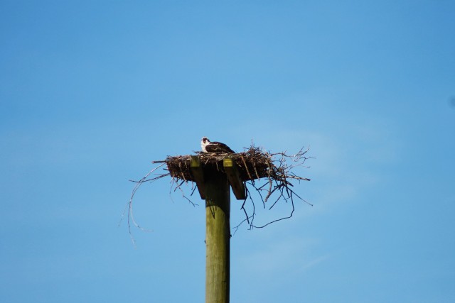 The Fort Belvoir Natural Resources Program staff works closely with partners to accomplish conservation goals.  Staff collaborated with Dominion Energy to deter osprey from nesting on live power lines to reduce osprey electrocutions and power outages on the installation.  Unused poles were left in place and Dominion Energy attached platforms to them to create ideal nesting habitat for osprey.