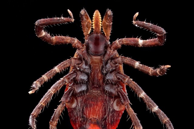 A highly magnified ventral shot of a female Ixodes scapularis tick, otherwise known as the Deer Tick, a primary vector for Lyme Disease. The U.S. Army Public Health Center offers free identification and analysis of ticks that have been removed from human patients for Department of Defense beneficiaries through its MilTICK testing program. (U.S. Army Public Health Center photo by Graham Snodgrass)