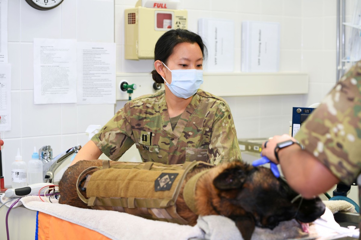 What is the job of a veterinarian in the Army?