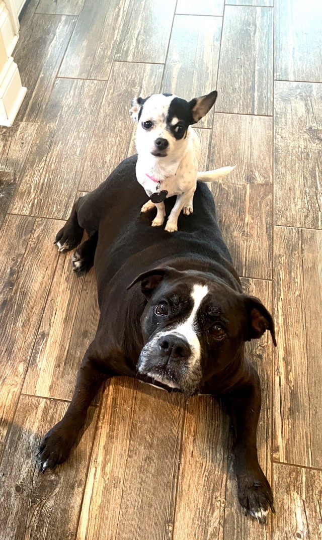 Daisy and Rowdy