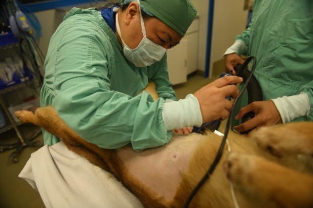 Yurika Hatamochi, Okinawa Veterinary Service veterinary anesthesiology technician, shaves the underside area of military working dog Quinto in preparation for surgery April 18, 2020, at Kadena Air Base, Japan. Shaving the fur away from areas where surgical procedures will occur is important in order to prevent contamination and eliminate bacteria that cling to the fur. (U.S. Air Force photo by Staff Sgt. Benjamin Sutton)