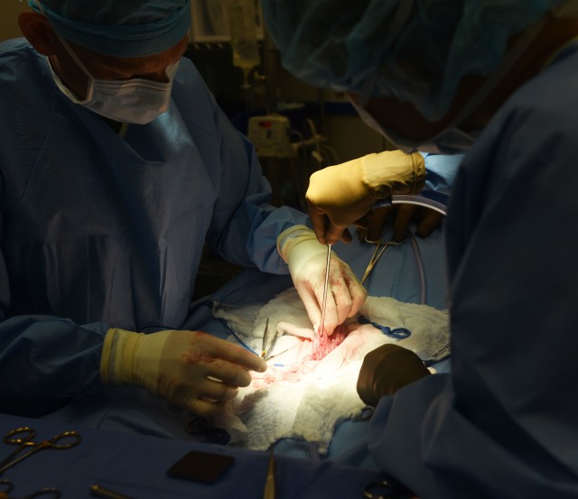 U.S. Army Maj. Shane Andrews, Chief, Okinawa Branch Veterinary Services, Public Health Activity–Japan, performs a surgical procedure to remove a large mass located inside the bladder of military working dog Quinto April 18, 2020, at Kadena Air Base, Japan. During the surgery, Andrews carefully cut through skin and muscle to eventually reach the bladder. He then identified the mass and removed as much of it as possible. (U.S. Air Force photo by Staff Sgt. Benjamin Sutton)