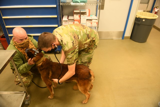 U.S. Air Force Staff Sgt. Logan McKenna, 18th Security Forces Squadron military working dog trainer, holds MWD Quinto during a pre-surgery examination by Army Maj. Shane Andrews, Chief, Okinawa Branch Veterinary Services, Public Health Activity–Japan, April 15, 2020, at Kadena Air Base, Japan. MWD Quinto was brought to the Okinawa Veterinary Activity for surgery to remove a mass inside his bladder, which is a potentially life-threatening problem. During his examination, MWD Quinto had his vitals checked as well as an ultrasound. (U.S. Air Force photo by Staff Sgt. Benjamin Sutton)