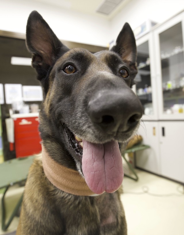 U.S. Air Force Military Working Dog Cvoky was recently transported to Kuwait to receive treatment for a heat injury on June 9, 2020. Cvoky has made a full recovery and is waiting to return to the United States. (Courtesy photo)