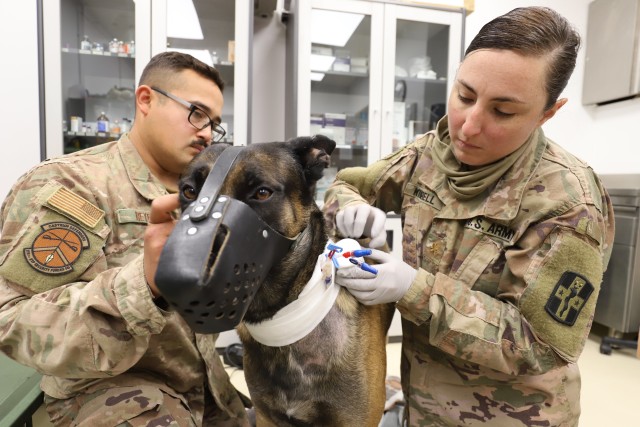 U.S. Air Force Military Working Dog Cvoky was recently transported to Kuwait to receive treatment for a heat injury on June 9, 2020. Cvoky has made a full recovery and is waiting to return to the United States. (Courtesy photo)