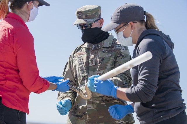 Key military leaders assist with tagging and the study of rattlesnakes