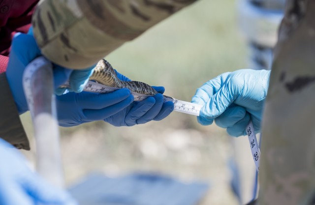 Key military leaders assist with tagging and the study of rattlesnakes
