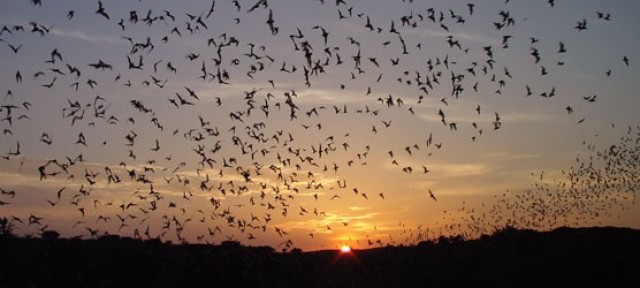 Bat 2