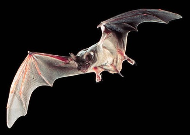 Bat 1