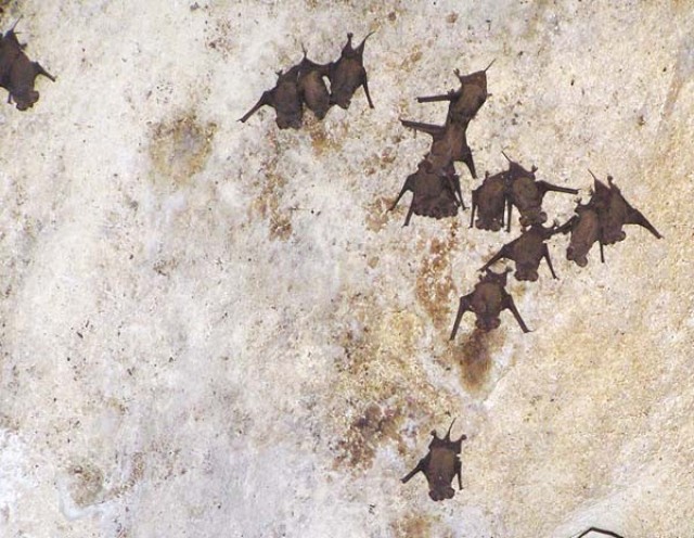 Bat 3