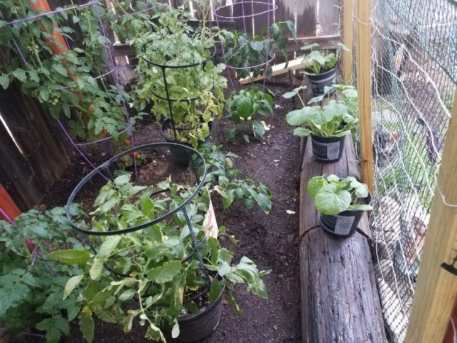 U.S. Army Staff Sgt. Alfonso Jones, a Soldier assigned to the Soldier Recovery Unit at Fort Bliss, Texas, entered a garden photo into the adaptive reconditioning program’s Earth Day photo activity. The AR program at Fort Bliss has adapted to the...