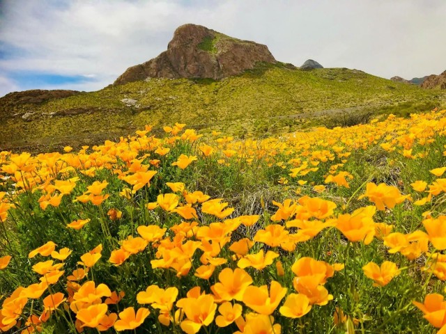 U.S. Army Maj. Eva Owens, a Soldier assigned to the Soldier Recovery Unit at Fort Bliss, Texas shot a photo of the Franklin Mountain poppies and entered it into the adaptive reconditioning program’s Earth Day photo activity. The AR program at Fort Bliss has adapted to COVID-19 by creating virtual programs and activities. (U.S. Army courtesy photo)