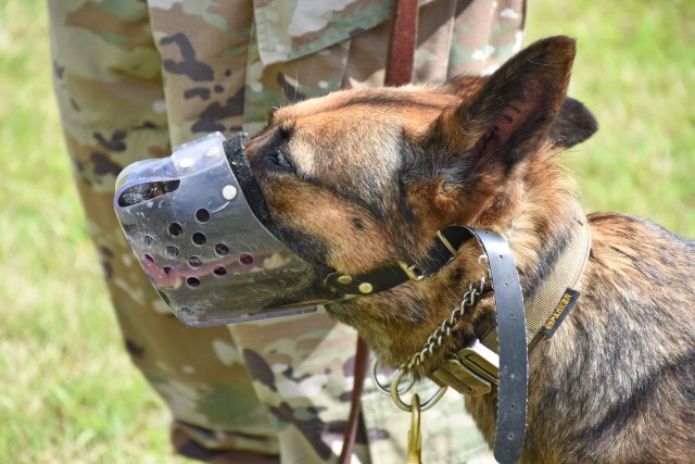 WIESBADEN, Germany -- A military working dog stands next to the handler during a socialization exercise July 7, 2020, at Mainz Kastel Station. A lot of time and effort go into the training with the handler because the bond with the handler is...