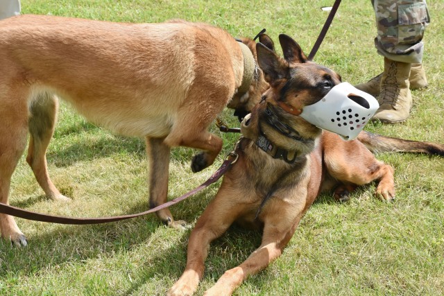 WIESBADEN, Germany -- Two military working dogs sniff peacefully at each other during a socialization exercise July 7, 2020, at Mainz Kastel Station.