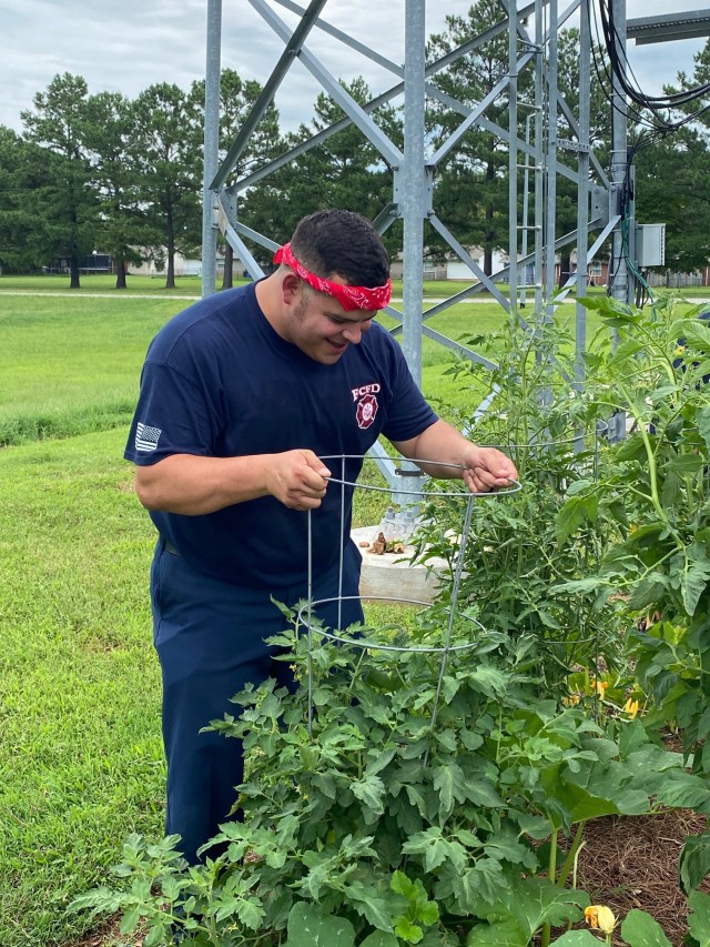 Daniel McCullough, Fort Cmapbell Fire and Emergency Services civilian firefighter, checks on tomatoes July 23, 2020, and to see if any weeds need to be pulled from the garden outside of Fire Station 1.