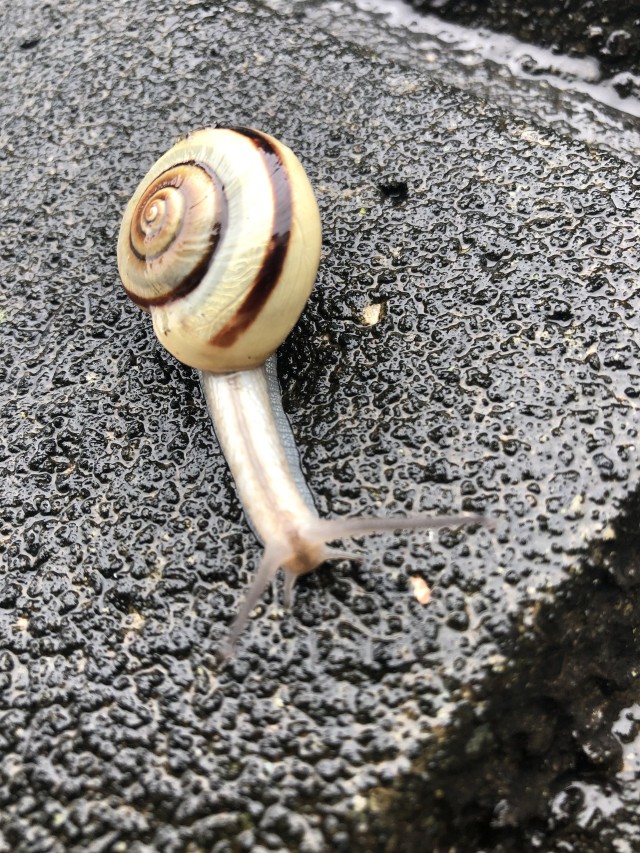 A Japanese land snail from the Genus Euhadra moves on Camp Zama, Japan, July 18, 2020.