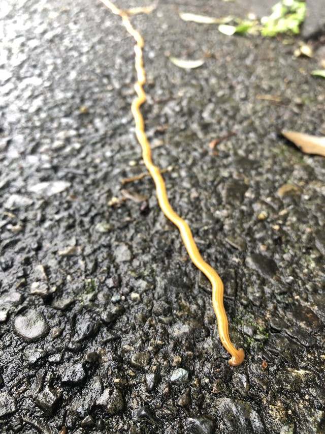 A hammerhead worm makes its way along pavement on Camp Zama, Japan, July 17, 2020.