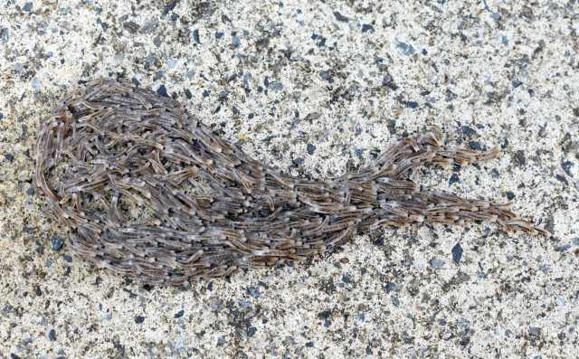 A group of fungus gnat larvae make their way across a walkway on Sagamihara Family Housing Area, Japan, July 5, 2020.