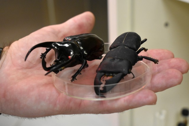 Capt. John Eads, chief medical entomologist for Public Health Command-Pacific, holds beetle specimens at the command’s headquarters at Camp Zama, Japan, July 10, 2020.