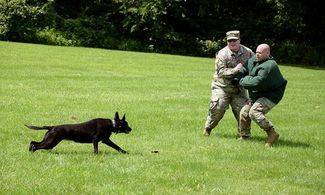 Military Working Dog Zera, a patrol explosive detector dog-enhanced, launches toward Staff Sgt. Brett Fishel, kennel master and plans NCO, right, when he does not comply with her handler, Spc. Levi Patterson, 67th Military Police (MWD), Special Troops Battalion, while demonstrating skills Aug. 4 by Hunt Lodge. Patterson and Zera and two other teams from the detachment successfully completed annual certification last week. Photo by Prudence Siebert/Fort Leavenworth Lamp