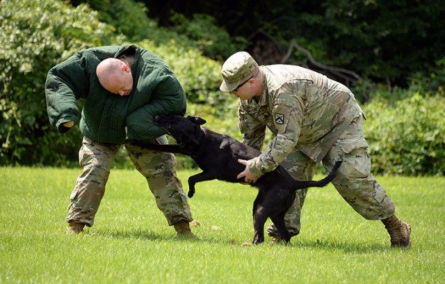 Staff Sgt. Brett Fishel, kennel master and plans NCO, dons a bite suit to help Military Working Dog Zera, a patrol explosive detector dog-enhanced, and Spc. Levi Patterson, 67th Military Police Detachment (MWD), Special Troops Battalion, demonstrate their skills Aug. 4 at Hunt Lodge. Patterson and Zera and two other teams from the detachment successfully completed annual certification last week. Photo by Prudence Siebert/Fort Leavenworth Lamp