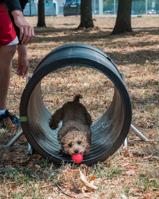 WIESBADEN, Germany – Jaime Nairn’s dog, Korea, chases a ball through the tunnel portion of the newly completed agility obstacles at the dog park on Clay Kaserne Aug. 12, 2020.