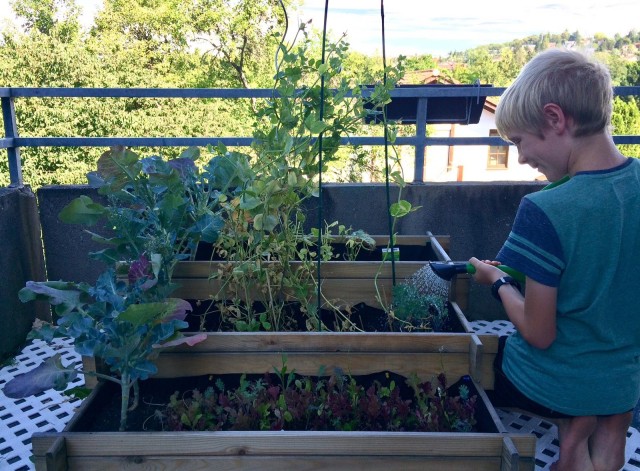 Balcony gardening grows popular during COVID