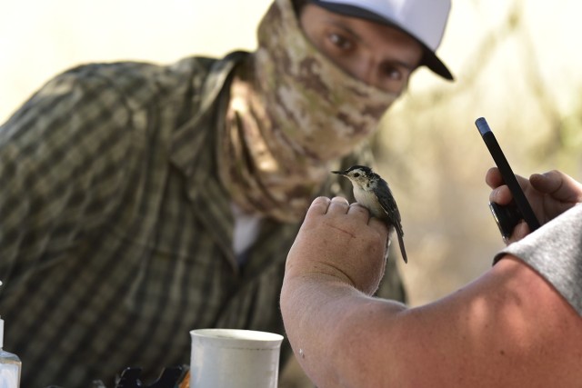 Fort Hunter Liggett, California  Environmental team bands songbirds as part of their commitment to preserving America's natural heritage and preserving the ability for the Army to conduct training. Using a mist net, they capture the birds, then...