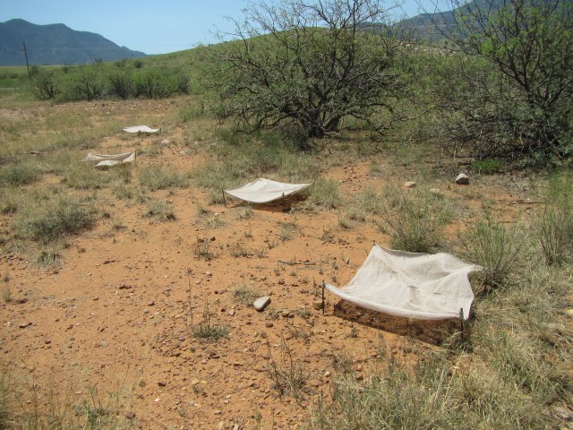500 Palmer&#39;s Agave transplanted on South Range