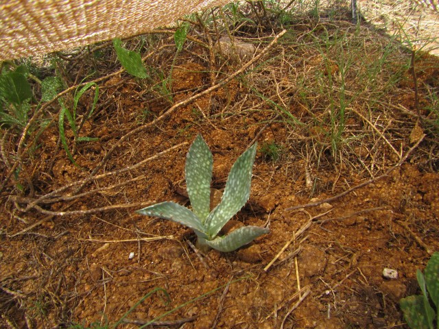500 Palmer&#39;s Agave transplanted on South Range