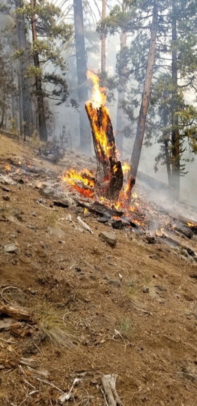 A piece of timber burns at a fireline constructed by fire and emergency services personnel from Sierra Army Depot, during wildfires outside of Susanville, Calif., mid-August 2020. Sierra Army Depot -- which is responsible for delivering materiel...