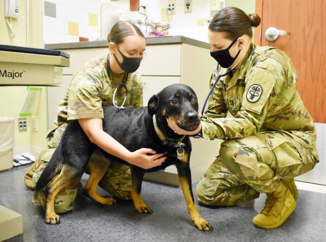 Dr. (Capt.) Mary McLean, right, officer in charge of the Camp Zama Veterinary Treatment Facility, examines Roxy, a shepherd mix, as Cpl. Madison Green, an animal care specialist assigned to the facility, assists at the facility at Camp Zama, Japan, Aug. 25.