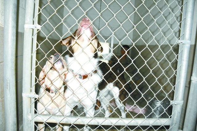 A Soldier from the 3rd Brigade Combat Team, 10th Mountain Division, keeps company a couple of pups placed in the Fort Polk Veterinary Treatment Facility’s Pet Safe Haven during Hurricane Laura recovery.