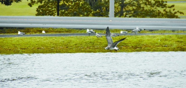 Seagulls, who rode Hurricane Laura’s winds north, used Fort Polk’s Youth Catfish Pond as a layover before returning south to Lake Charles.