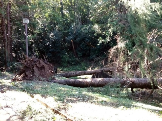 A downed tree in Dewey Park, Camp Zama, Japan, after Typhoon Hagibis in October 2019.