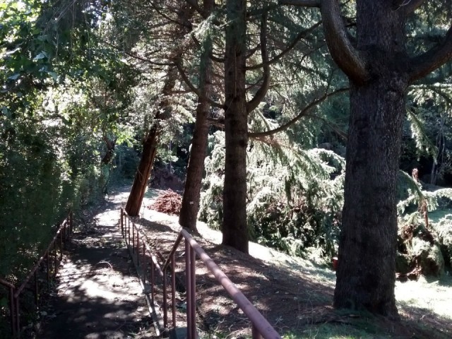 A downed tree in Dewey Park, Camp Zama, Japan, after Typhoon Hagibis in October 2019.