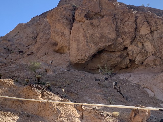 In early July Ingham noticed a two inch drop in one tank. He notified AZDGF and they hiked out to the Chocolate Mountains that weekend. They found a broken pipe. The team was also surprised to find 16 big horn sheep milling around …presumably in...