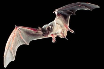 TEAMWORK — Bats vacate Fort Rucker Fitness Center, focus moves to prevention | Article