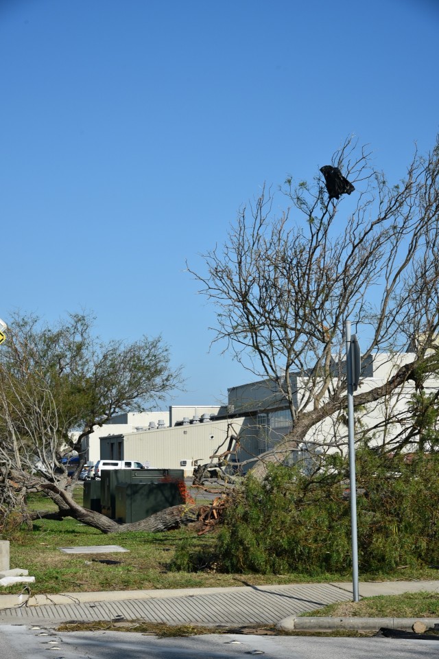 Trees were damaged and uprooted in several locations on CCAD property during Hurricane Harvey.