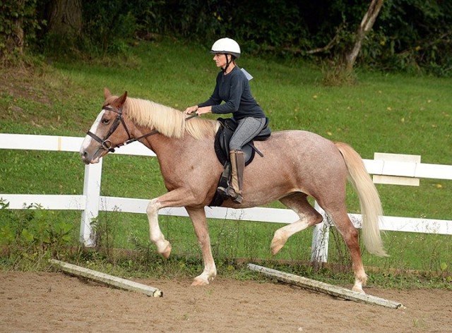 Wendy Lombardi rides Gayle Rue's Irish sport horse Killian over poles during the Fort Leavenworth Hunt's Eight Easy Lessons to Foxhunting class Sept. 12 at the Hunt arena on post. Photo by Prudence Siebert/Fort Leavenworth Lamp