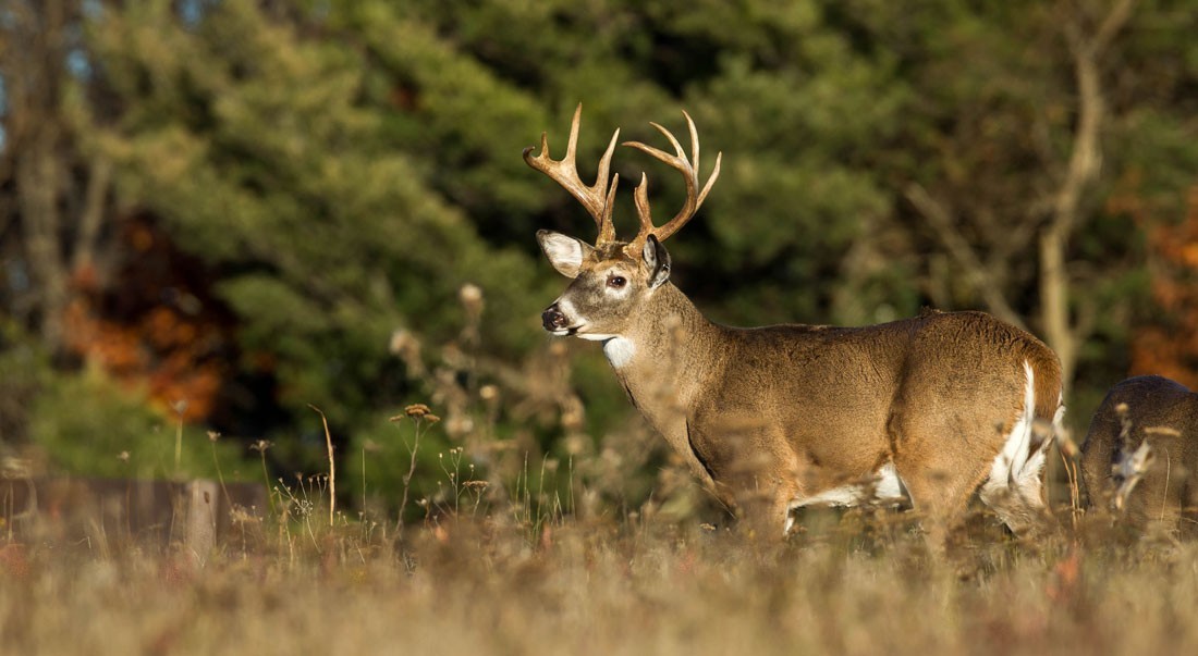 Fort Leonard Wood Cantonment Archery Hunt underway | Article | The ...