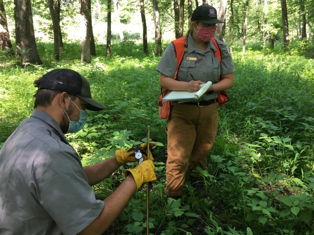 U.S. Army Corps of Engineers St. Paul District pathways forestry interns Marshal Johnson and Mackinzie Shaffer-Smiley measure and record seedling growth near New Albin, Iowa, June 17.
