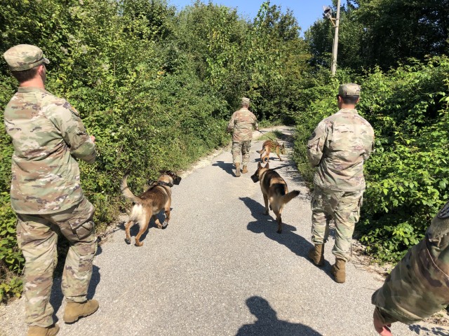 Military Working Dog