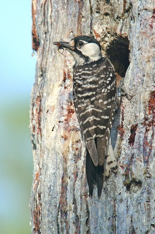 The red-cockaded woodpecker.

U.S. Fish and Wildlife Service photo by Michael McCloy