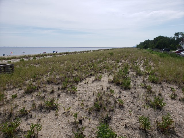 Planted dune at the Port Monmouth Flood Risk Management Project. Credit: USACE.