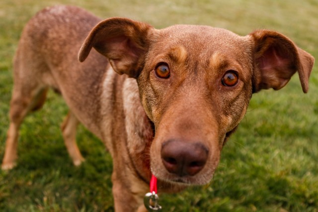 Cinnamon looks into the camera September 14 at Fort William Henry Harrison, Helena, Mont. Cinnamon became one of the first rescue dogs from Poland when she reunited with her owner, Sgt. Corina Kimball, Aug. 2, 2020 in Seattle, Washington.