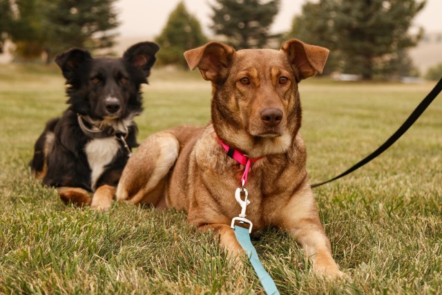 Cinnamon (foreground) and Pepper (background) relax in the grass Sept. 14, 2020 at Fort William Henry Harrison, Helena, Mont. The pair became two of the first rescue dogs from Poland when they joined Sgt. Corina Kimball, a military intelligence...