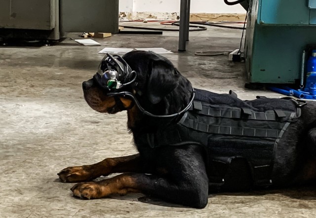 A new technology provides military working dogs with augmented reality goggles that allows a dog’s handler to give it specific directional commands while keeping the warfighter remote and out of sight. 