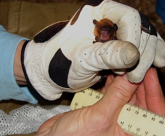 Post celebrates bat population during annual Bat Week