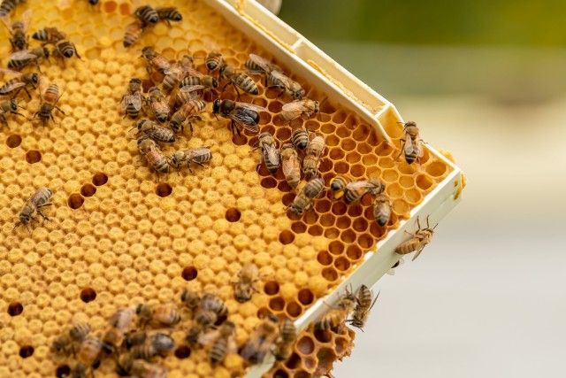 Honey bees transfer pollen to a honeycomb cell. Bee pollen is a ball or pellet of field-gathered flower pollen packed by worker honeybees, and used as the primary food source for the hive.